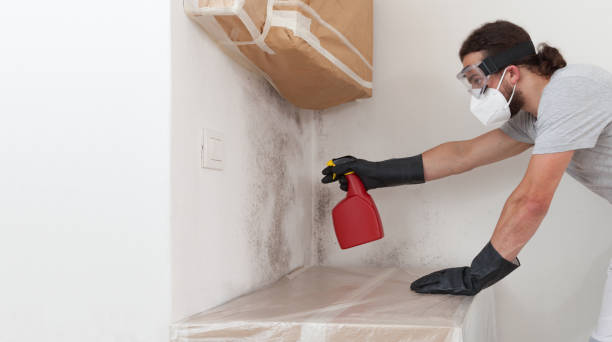 Professional Basement Mold Remediation technician working in Tarpon Springs, FL