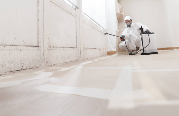 24/7 Emergency Basement Mold Remediation experts in Tarpon Springs, FL