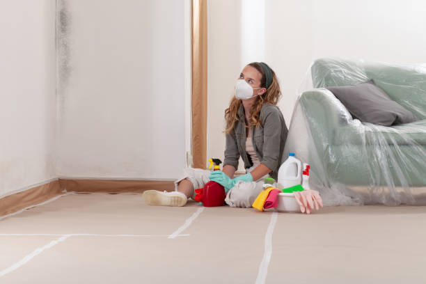 Reliable Basement Mold Remediation contractor in Tarpon Springs, FL by Mold Remediation HQ