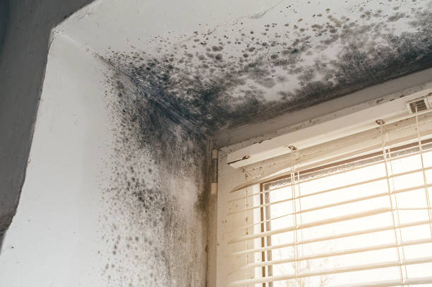 Affordable Basement Mold Remediation solutions in Tarpon Springs, FL