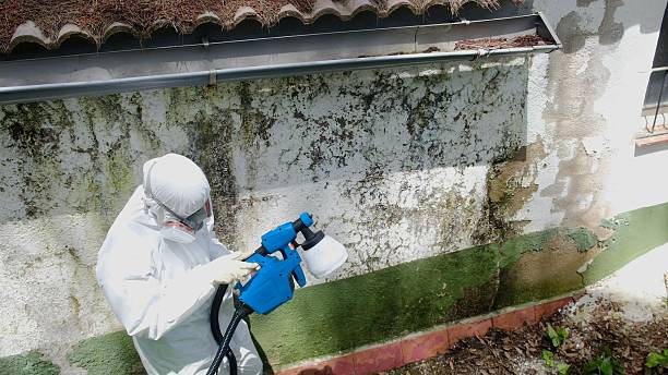 Top rated local Basement Mold Remediation specialists in Tarpon Springs, FL